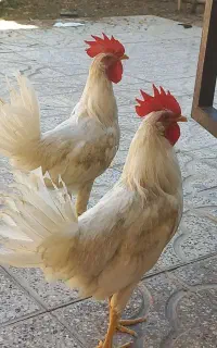 خروس