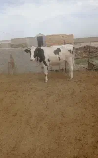 گاو شیری
