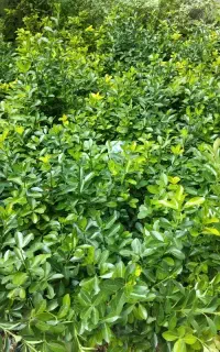 گل فضای سبز پیچک و شمشاد