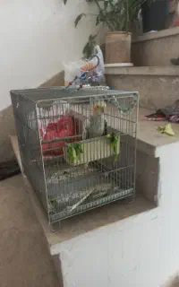 عروس هلندی