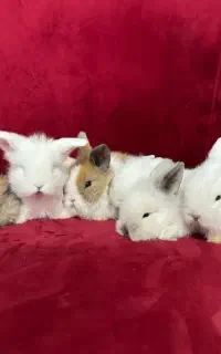 بچه خرگوش لوپ