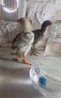 جوجه لاری ۳دونگ به بالا