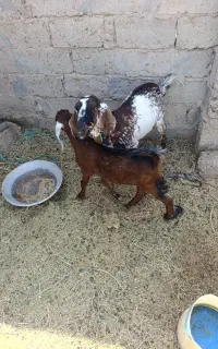 بفروش میرسد بز ابست