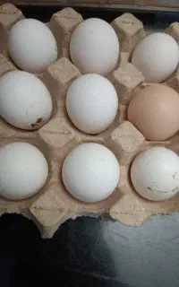 تخم مرغ نطفه دار گلین پنگوئنی کیفیت فول