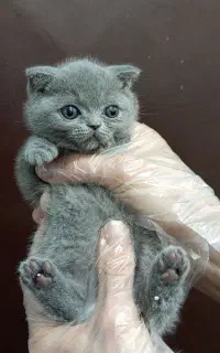 بچه گربه رنگ بلو ماده