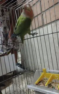 سه عدد کوتوله برزیلی و سه عدد جوجه