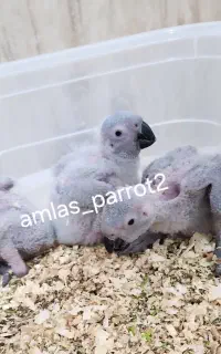جوجه کاسکو سرلاکی
