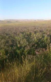 پرس یونجه گلیل بیدران