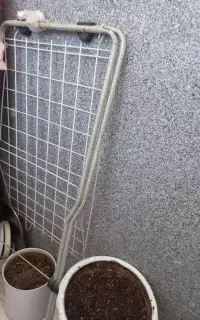 بند رخت