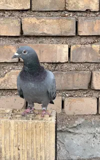 ماده چهی پلاکی گرفتنی