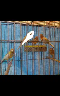 قناری دو ماهه