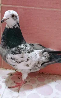 مجسمه کبوتر