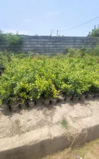 پالم.شمشاد.یاس هلندی
