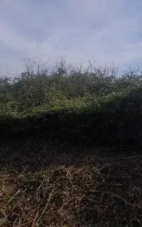خدمات علفتراشی