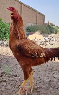 خروس لاری