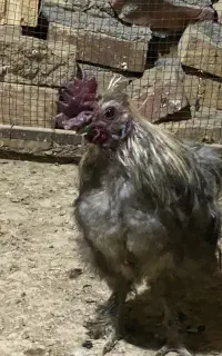 خروس دو رگه ابریشمی+سلطان
