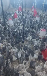 نیمچه بوقلمون  برنز و بوربن