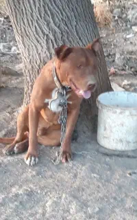 واگذاری سگ پیتبل