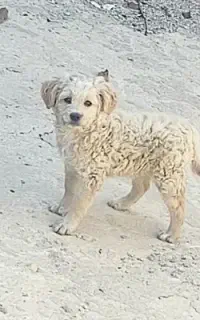 توله