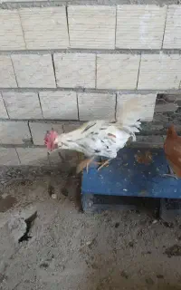 خروس گلین