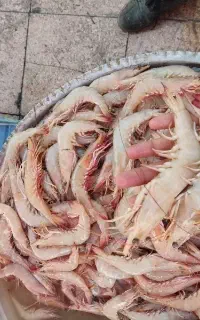 میگو صورتی