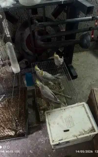 جوجه عروس هلندی