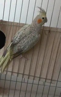 عروس هلندی نر