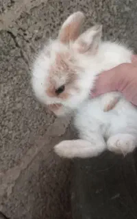 بچه خرگوش لپ
