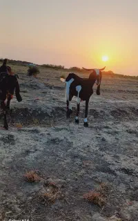 بز درگ افغانی