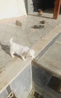 توله پاکوتاه