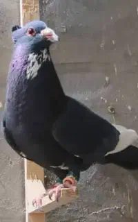 کود کبوتر