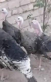 فروش بوقلمون نر و ماده