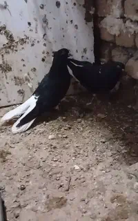 کبوتر جفتگا