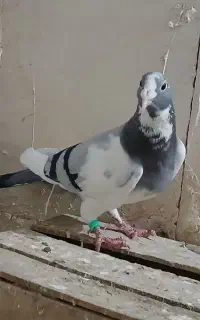 کفتر