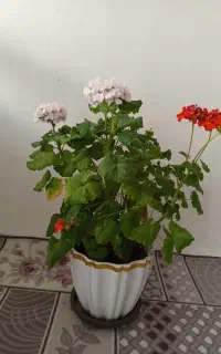 گل شمعدانی