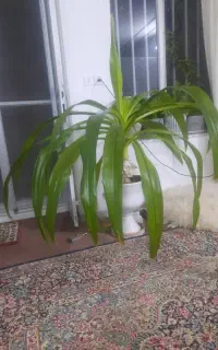 سوسن عنکبوتی