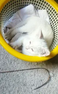 گربه