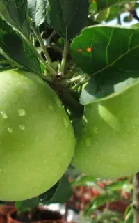 باغ سیب