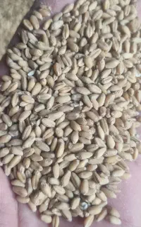 گندم بذری کوهدشت