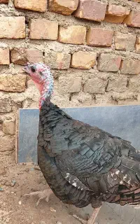 بوقلمون