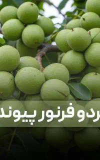 نهال گردو فرنور پیوندی با گیرایی بالا