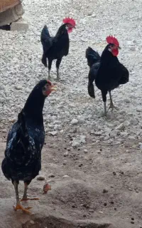 مرغ خروس