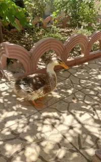 اردک سالم سرحال درشت