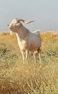فروش یک راس پازن سانن