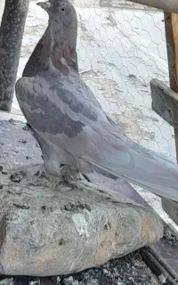 کفتر سرخ