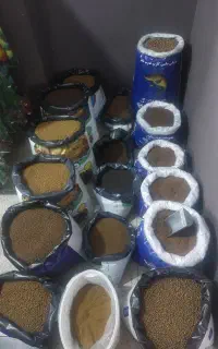 اکسرود بچه ماهی