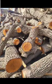 خریدار چوب  باغی