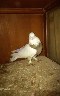 کبوتر معاوضه