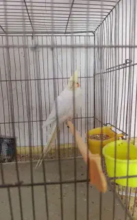 عروس هلندی نر