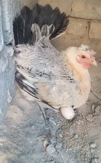 مرغ کت